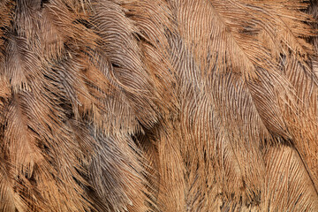 Fototapeta premium Ostrich feather close up, China