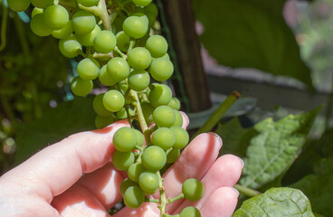 bunches of green grapes in the garden