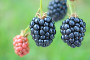 Blackberries on a green background. Ripe black berries and unripe pink berries. Selective focus.