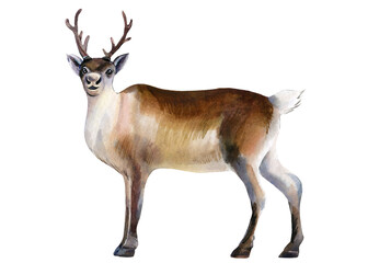 Nord deer on an isolated white background, watercolor illustration