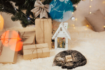 Cute kitten sleeping on the beige plaid with a little gift box. Christmas tree, gift boxes and garlands on the background. 