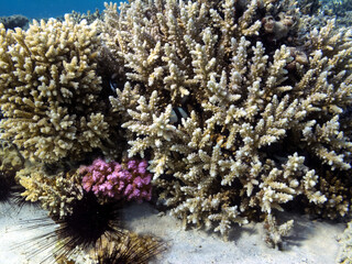 Naklejka na ściany i meble Hard and soft coral reef background and sea urchin