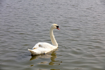 Verrucosa Swan swims on the water in a park, Tangshan, China, China