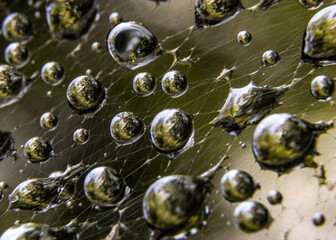 drops of water on spider web