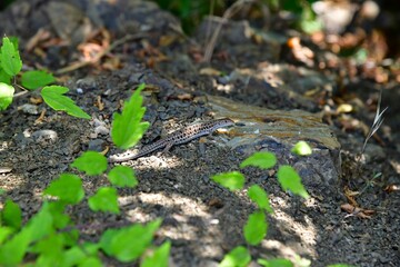Lizard in the sun on the rocks