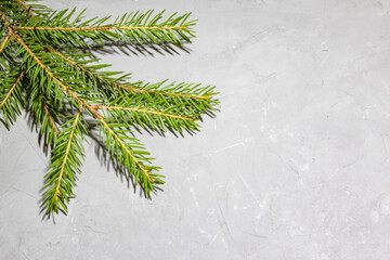 Christmas evergreen spruce tree on gray texture background. Christmas decoration. Green fir tree branch for christmas. 