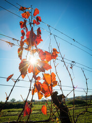 Red leaves at a autumn vineyard with sunrays