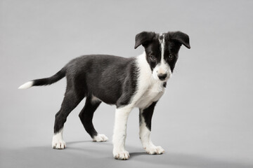 adorable border collie puppy dog standing on a light grey seamless background in a studio