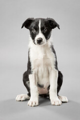 adorable border collie puppy dog sitting on a light grey seamless background in a studio