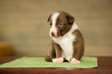 adorable border collie puppy dog sitting on a green rug on a brown table in a living room