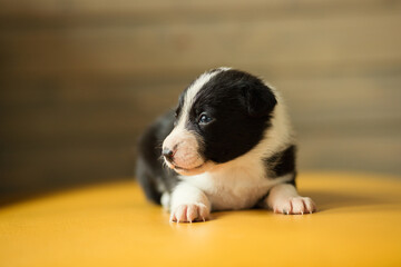 adorable border collie puppy dog lying down on a yellow sofa in a living room looking to the side