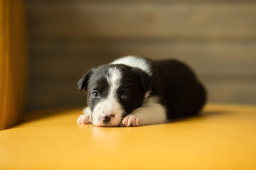 adorable border collie puppy dog lying down on a yellow sofa in a living room - obrazy, fototapety, plakaty