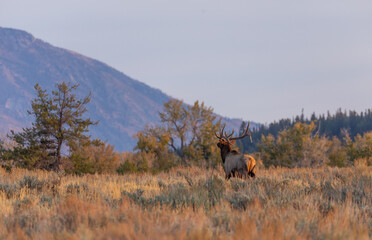 Bull Elk in the Rut in Wyoming in Autumn