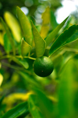 green olives on tree, lemon