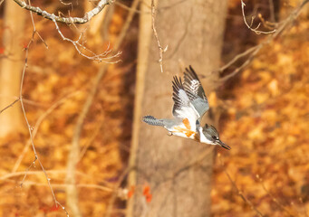Female belted kingfisher flying downward
