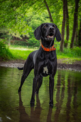 black labrador retriever in water
