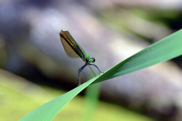 The moth sits on a green blade of grass