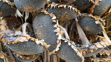 ripe sunflowers