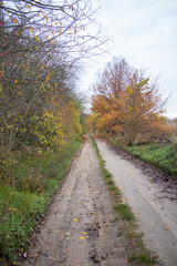 Fototapeta na wymiar A field path by autumn trees