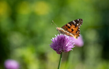 Fototapeta na wymiar Close-up butterfly on a flower