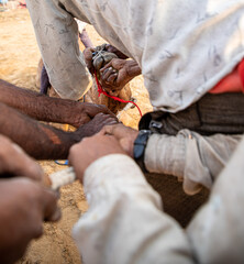 Fototapeta premium piercing of camel nose at pushkar camel festival.