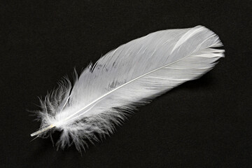 Photo of a white goose feather on a black cardboard background