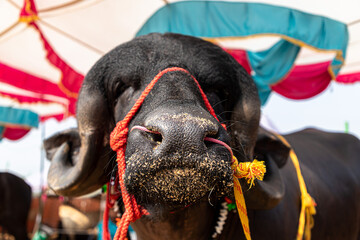 introducing the most expensive bull or buffalo at pushkar camel festival. © rohit