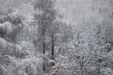 The first snow covered trees