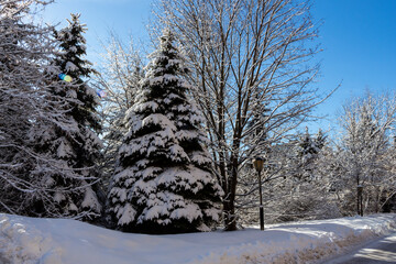The firstsnow covered trees