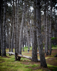 Road To The Forest 