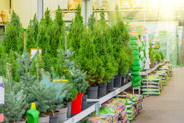 Canadian spruce, thuja, juniper, cypress in pots on sale on the eve of the holiday in the store's greenhouse.