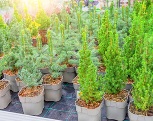 Canadian spruce, thuja, juniper, cypress in pots on sale on the eve of the holiday in the store's greenhouse.