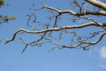 White branches of a tree without leaves against a blue sky
