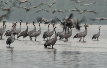 Foggy morning at the autumn gathering of cranes (Grus grus)