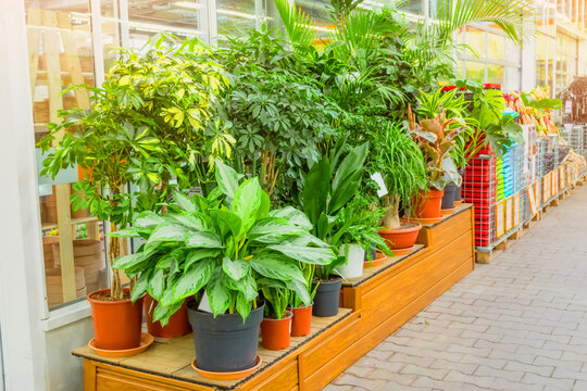 Calathea, sheflera, spathiphyllum, ficus and other palms in a greenhouse flower shop.