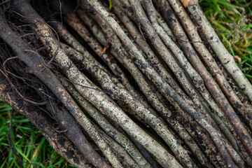 Small trees with roots ready to be planted. Restoration of ecology. New world.