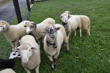 Sheep with horns standing at the fence in domestic breeding