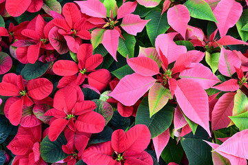 Christmas floral background of pink and red poinsettia flowers.