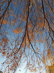 tree in autumn