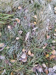 close up of dried lavender