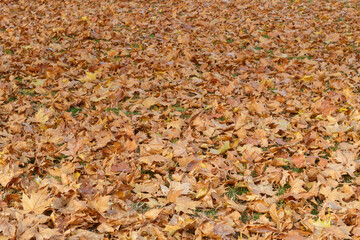 Texture of Ground Covered With Fall Brown Autumn Leaves