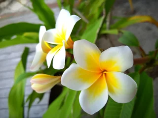 Zelfklevend Fotobehang frangipani plumeria flower © Nan