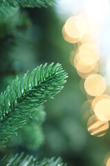Christmas or new year background. Spruce branch on a blurry