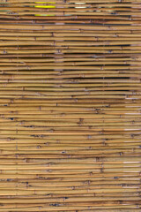 Bright bamboo background