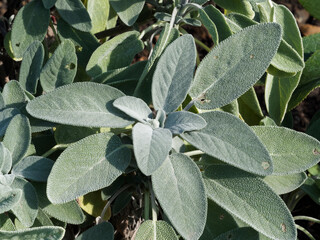 (Salvia officinalis) Gros plan sur feuilles de sauge officinale à texture marbrée vert pâle,...