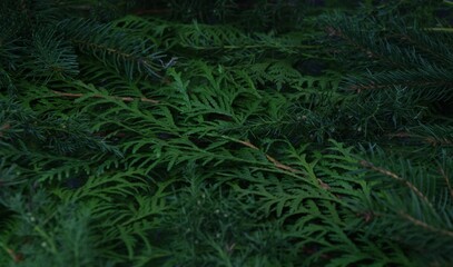 Naklejka na ściany i meble Evergreen branches for christmas natural background green gałązki roślin iglastych bożonarodzeniowe tło roślinne