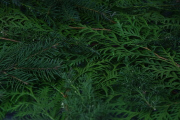 Naklejka na ściany i meble Evergreen branches natural background green xmas gałazki roślin iglastych bożonarodzeniowe tło roślinne