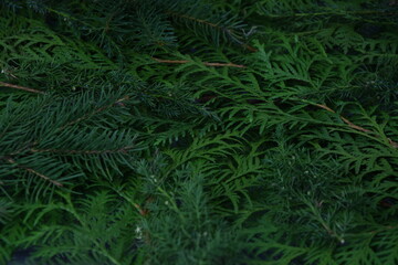 Evergreen branches natural background green xmas gałazki roślin iglastych bożonarodzeniowe tło roślinne