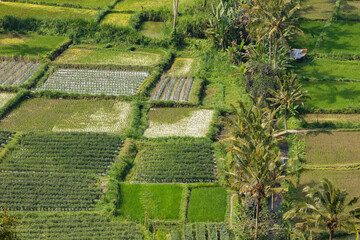 Crop fields, and rice paddies, near the village of Besakih in the eastern part of the island of Bali, Indonesia.