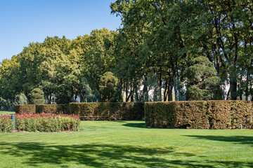 Beautiful landscape with trimmed yew Taxus baccata (English yew, European yew) with evergreen hedges and green lawn. City Park Krasnodar or Galitsky Park.Sunny autumn day.October 2020. Nature concept.